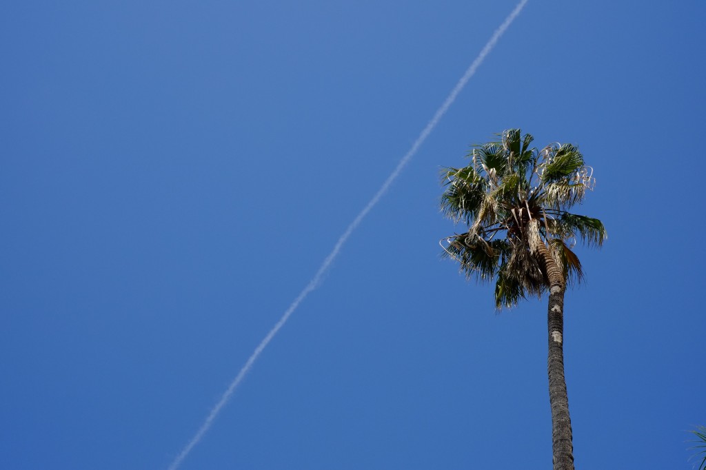 Palm Trees and blue skies. 